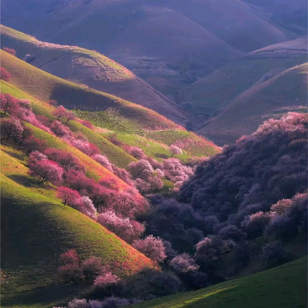 钱排高山银妃果园