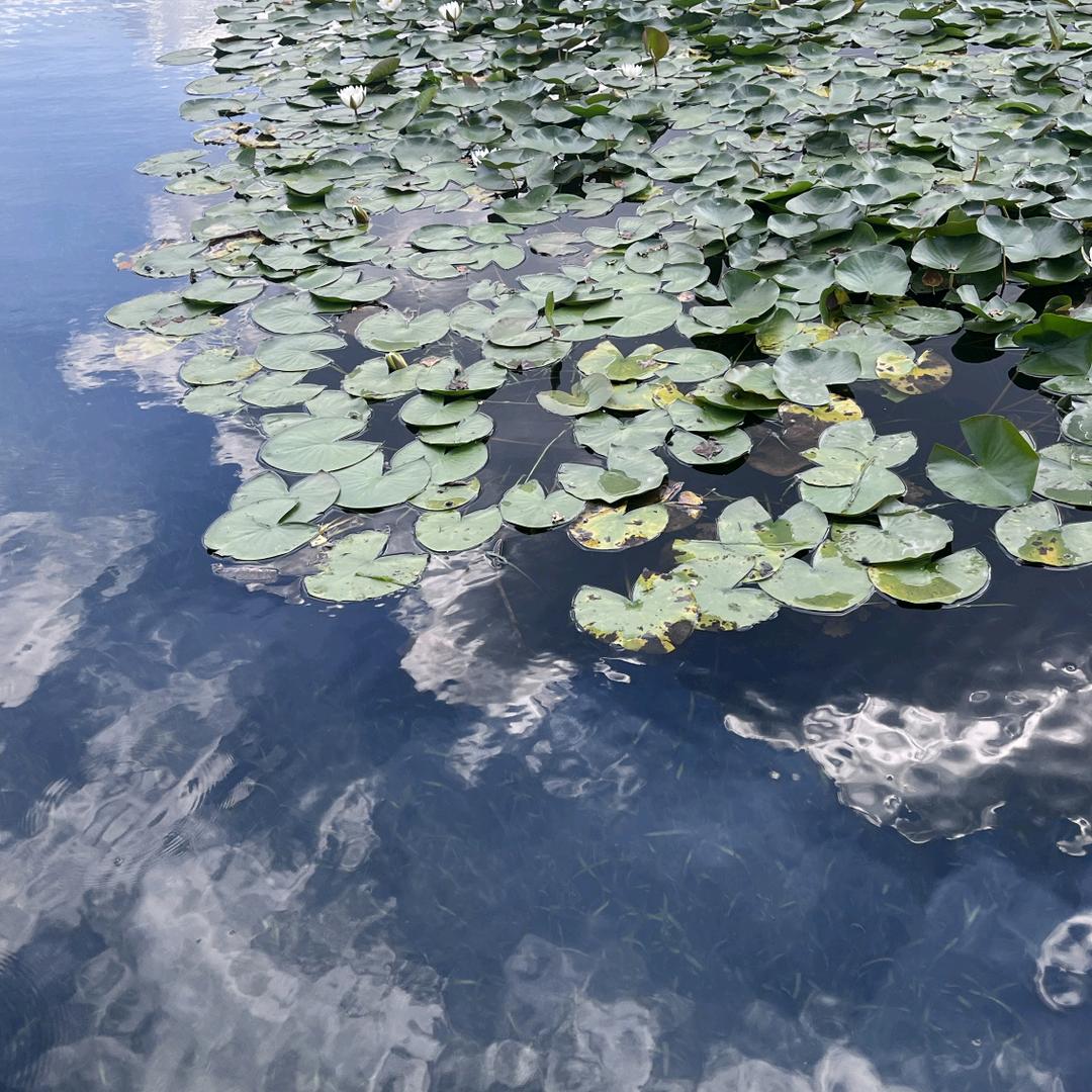 农村鸡鸭鹅谷饲养殖