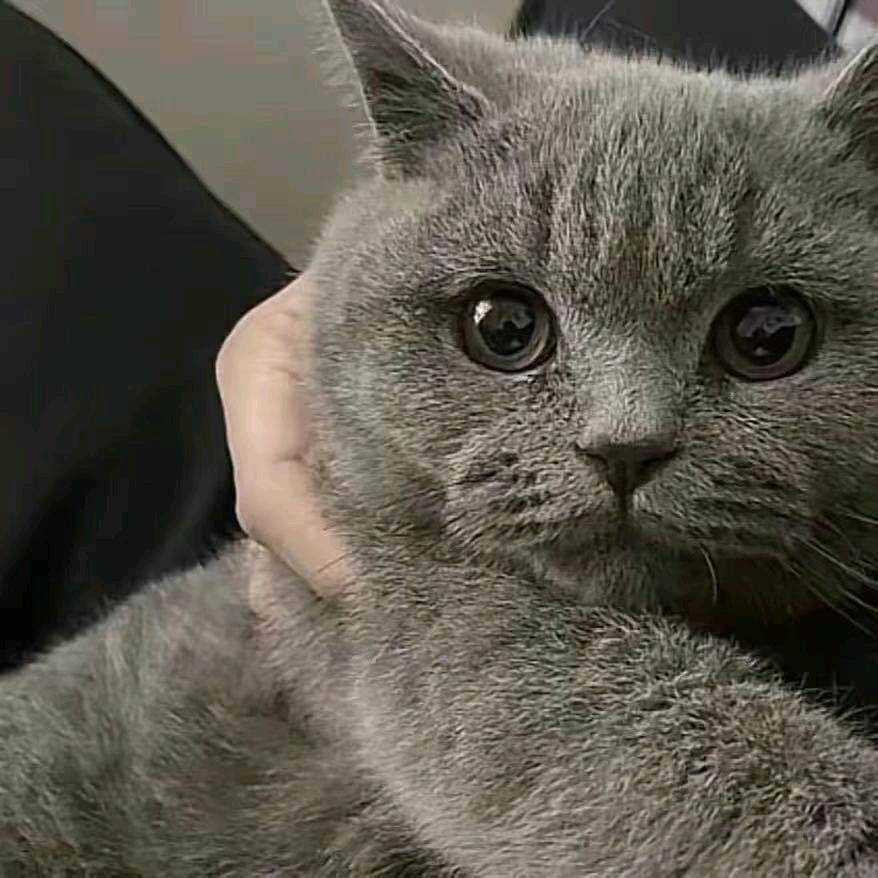 猫星人天下第一