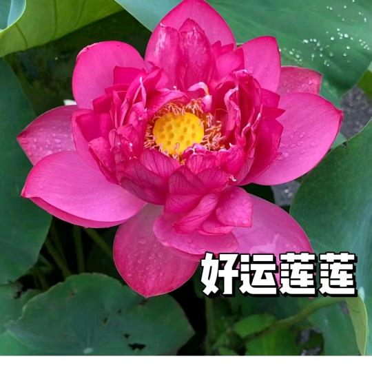燕子，不定时开播