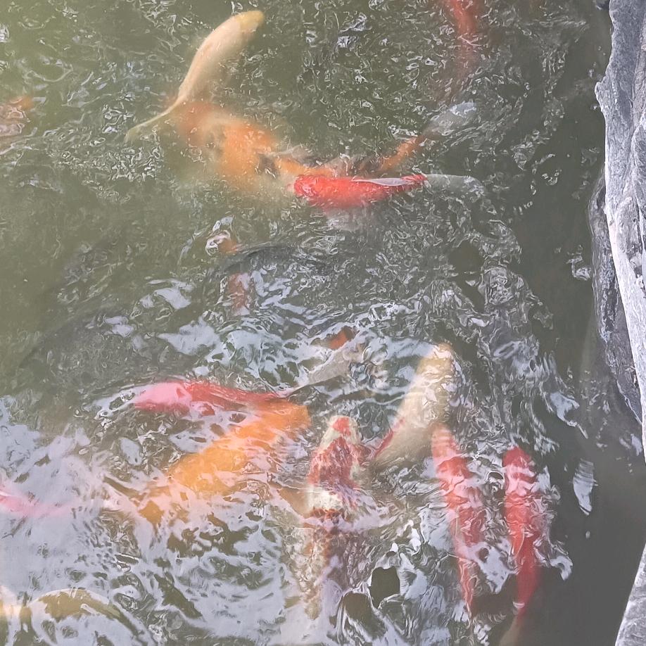 我是一直🐟
