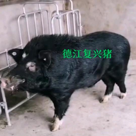 黔东北土猪🐷