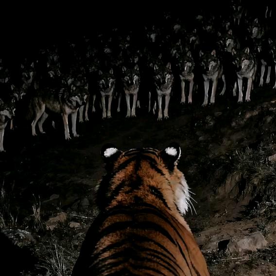 贝勒爷🫡🫡🫡