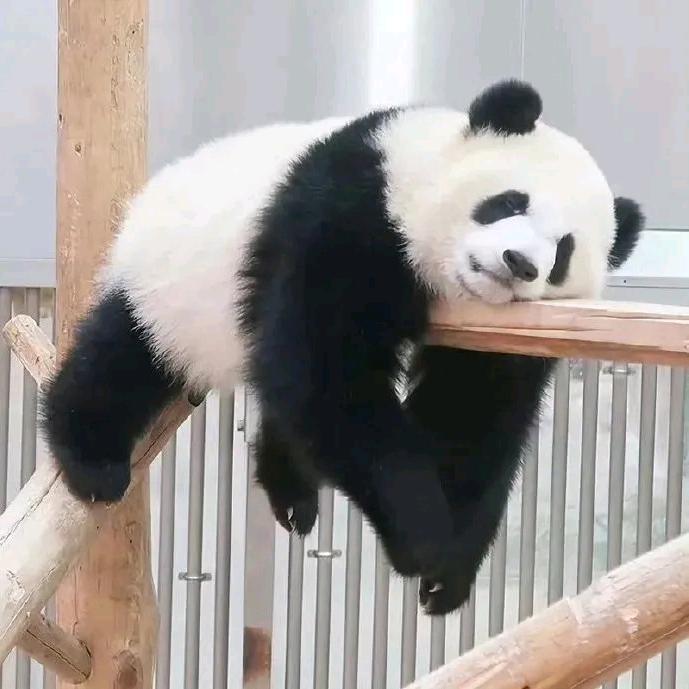 舍  予