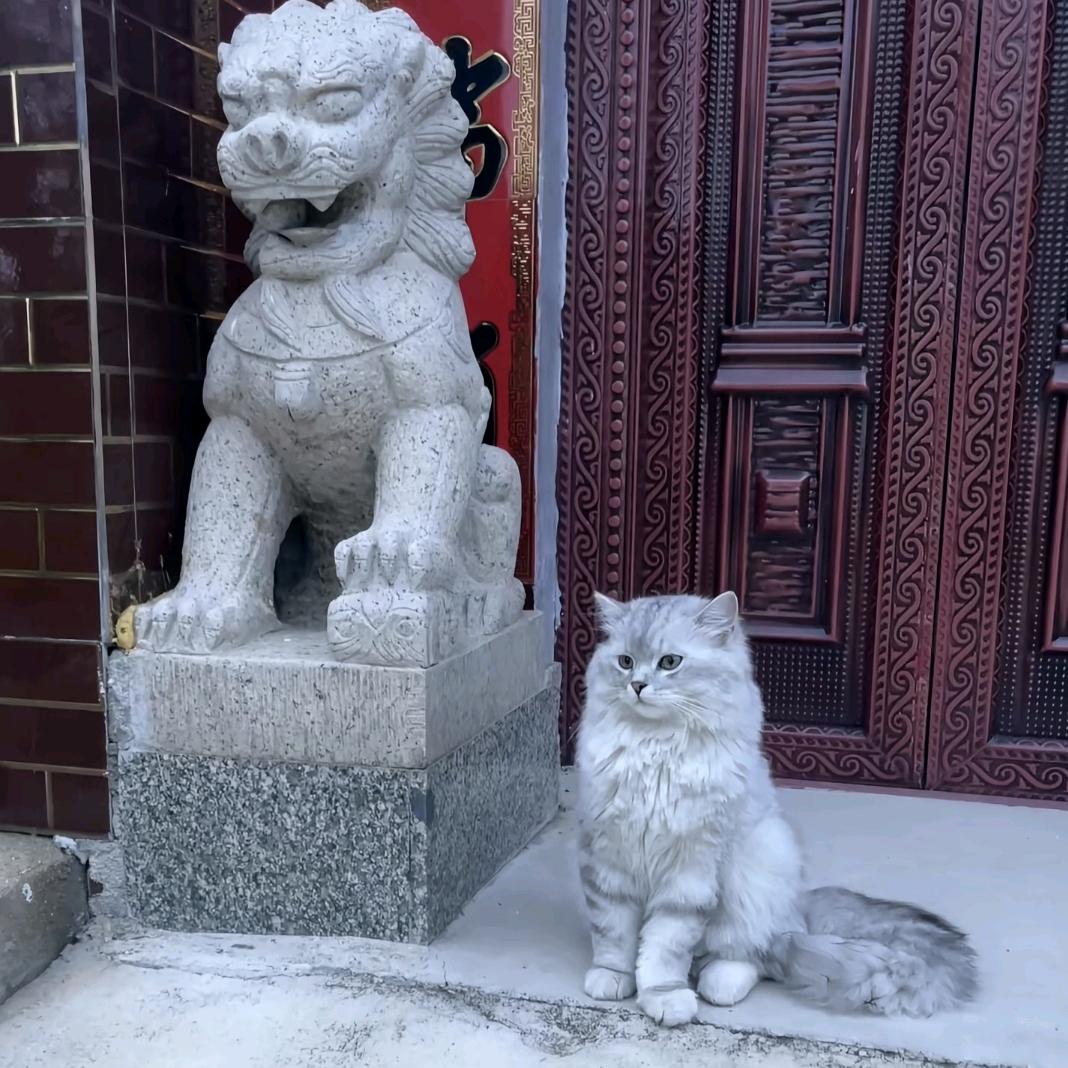 落枝雪.