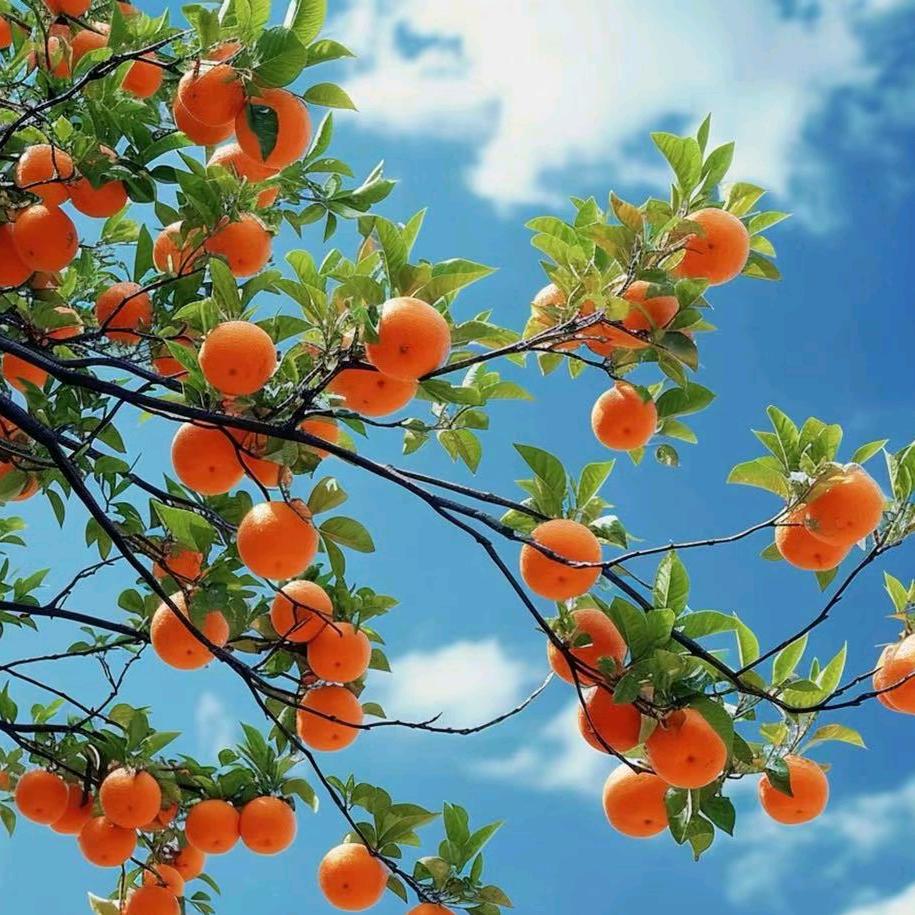 ღ᭄心想事橙🍊꧔