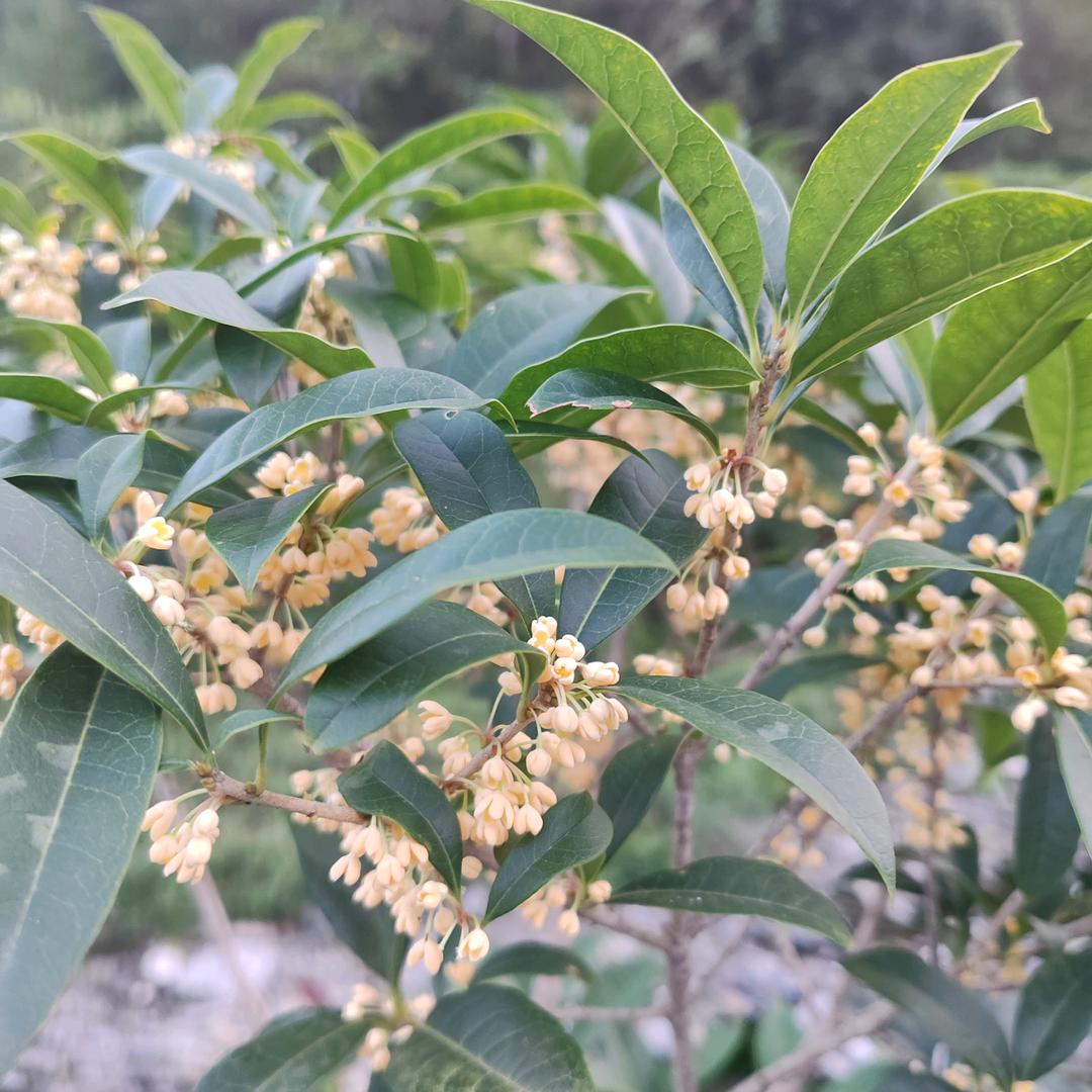 向往明天辉煌