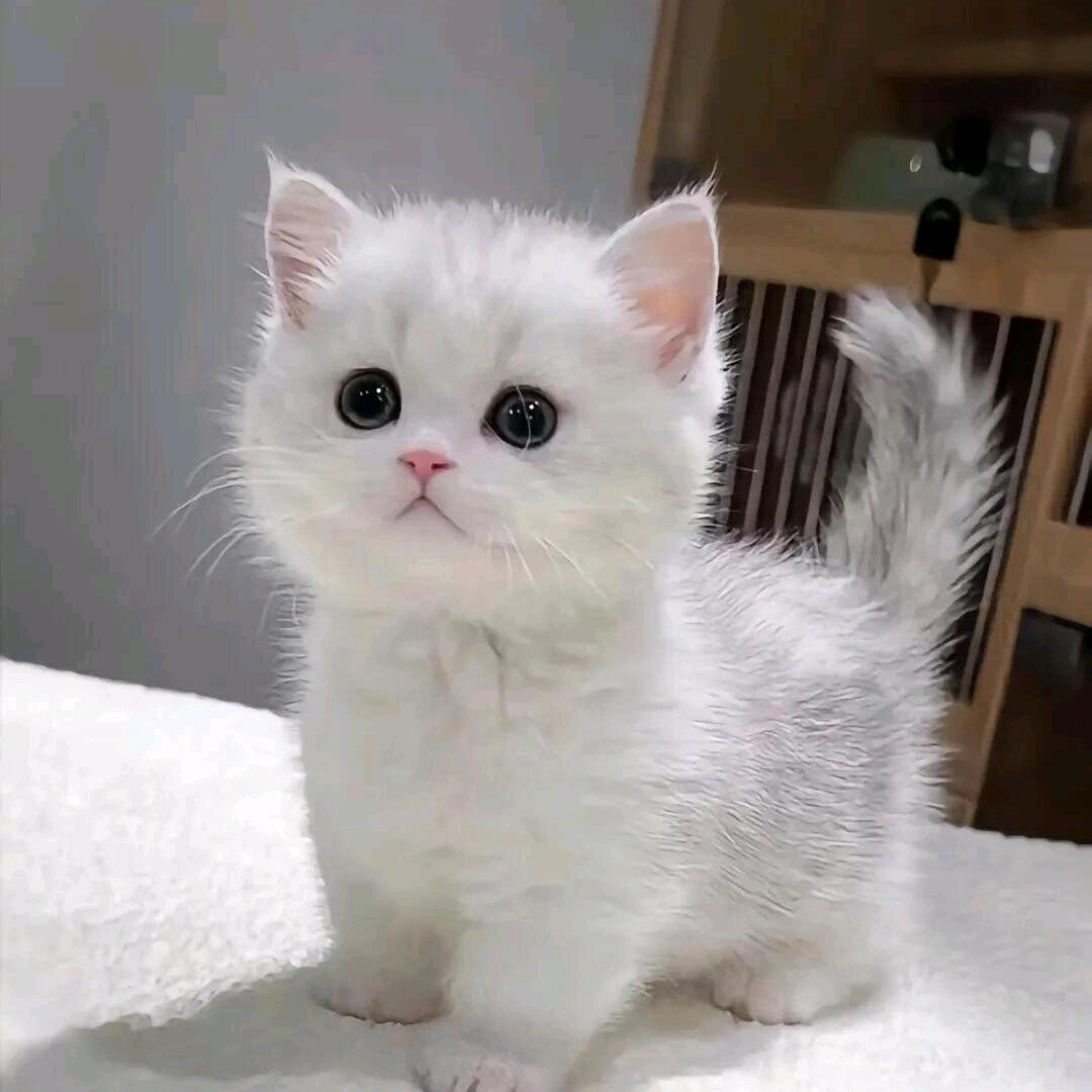 家里的猫仔（领猫看主页）