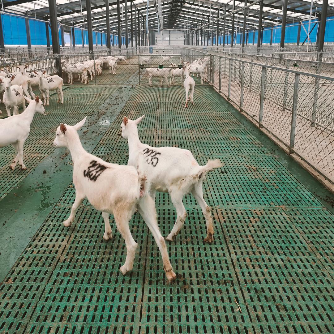 饲养员,(聊养羊4号)