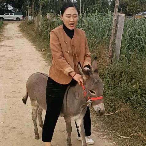 萌宠李姐