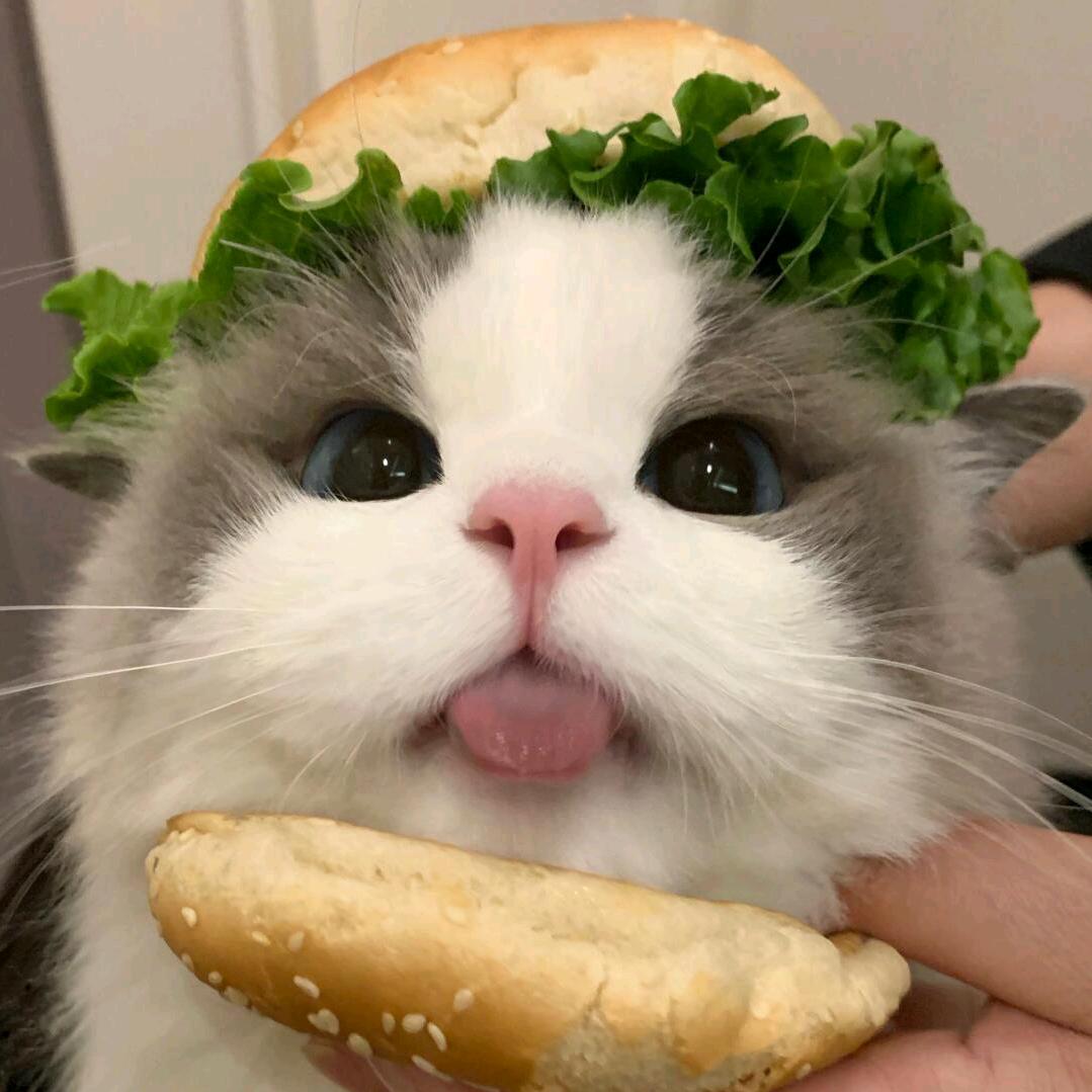 学长的养猫日记