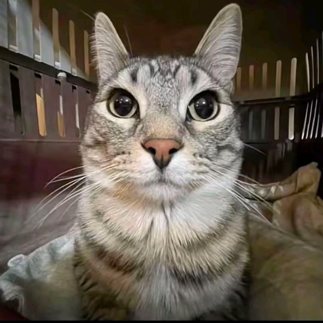 严肃小猫