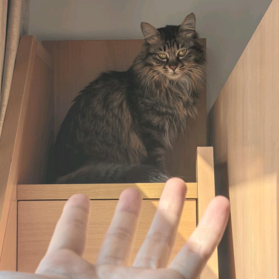 打工的猫咪