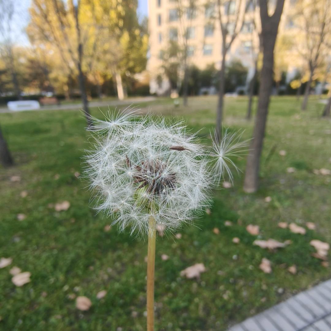 紫色薰衣草