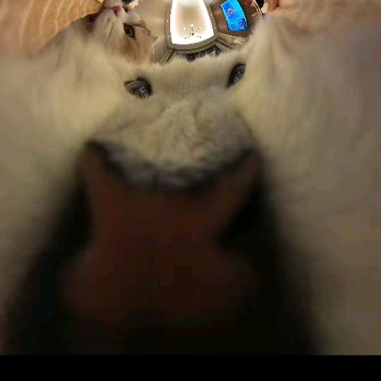 麻将麻将越来越胖