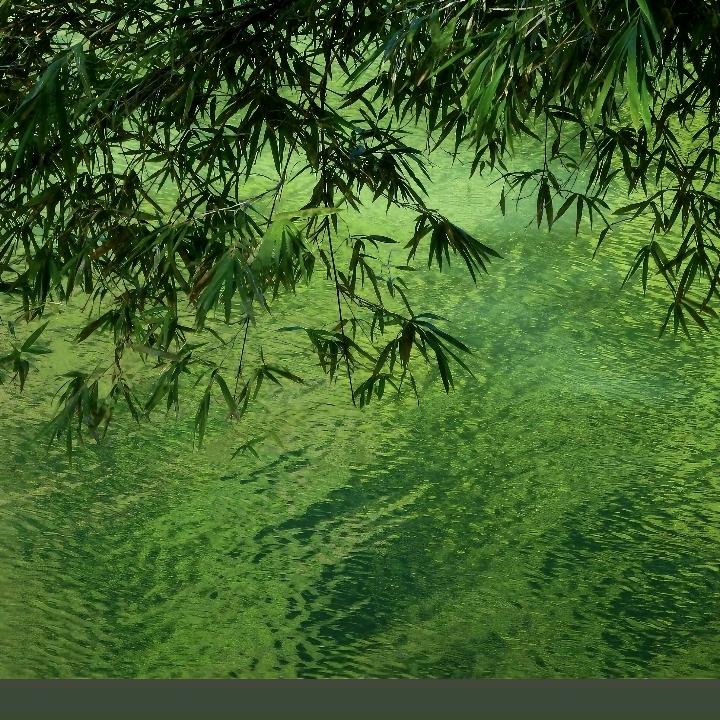 佳佳的绿植基地