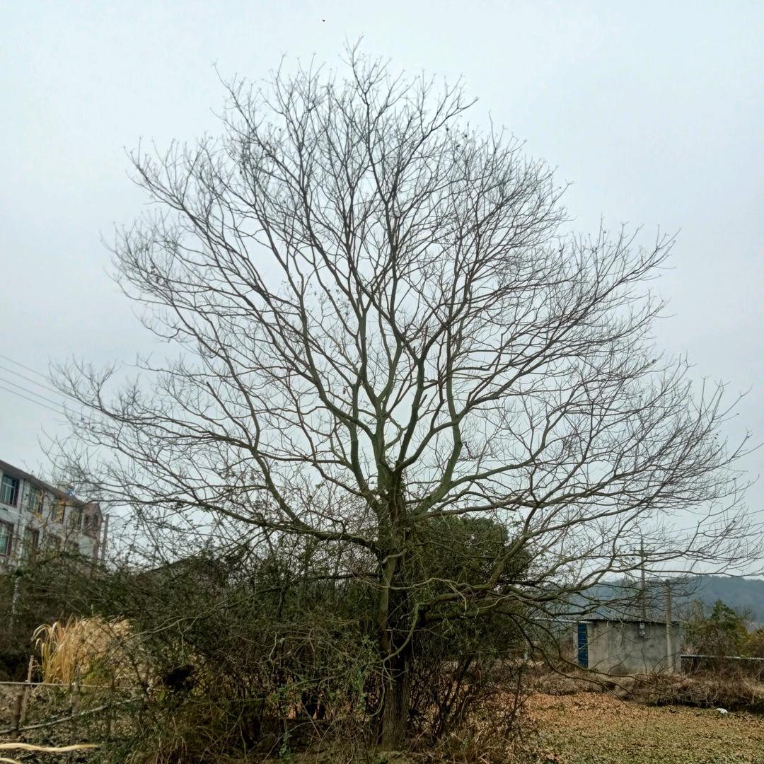 乾通苗木