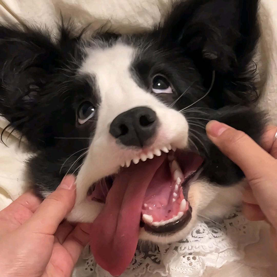 抵用卷