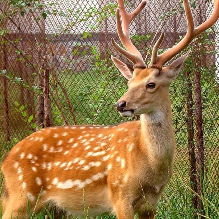 奇彧老谷子滋补专卖店