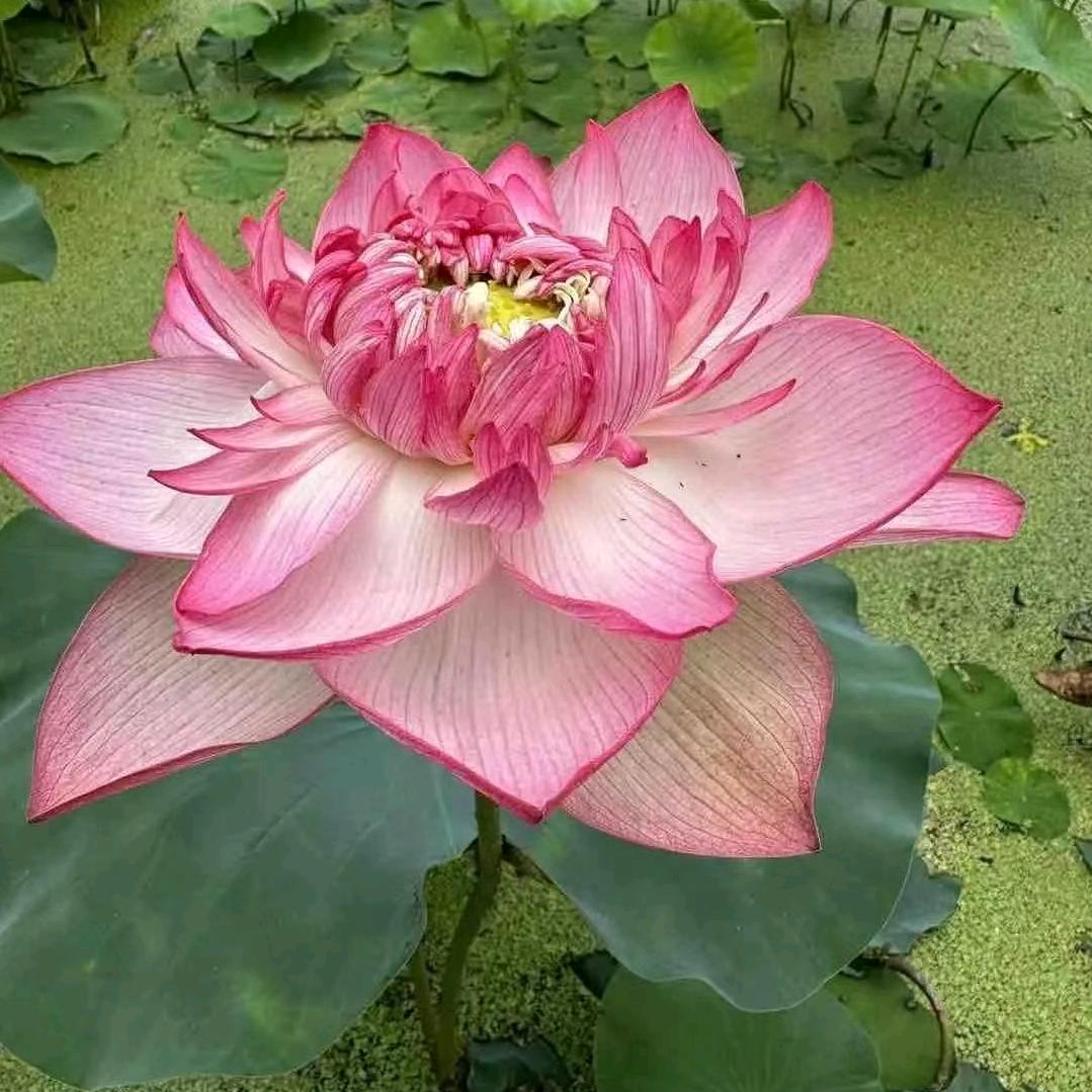 风在吹