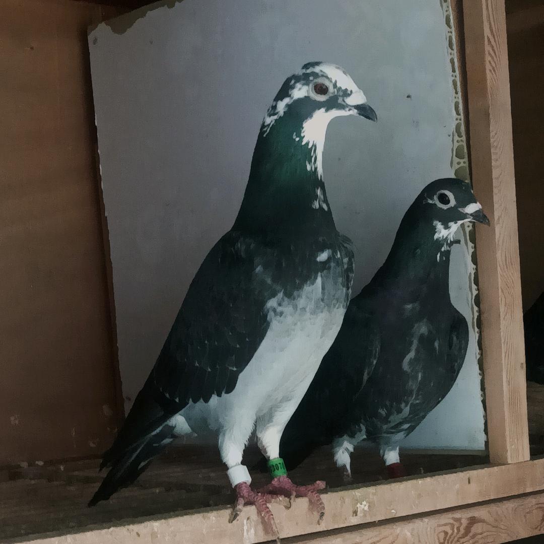 龙翔赛鸽-吴淞李鸟