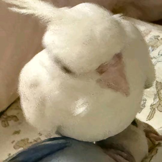 符特加_（谁推荐亲谁）