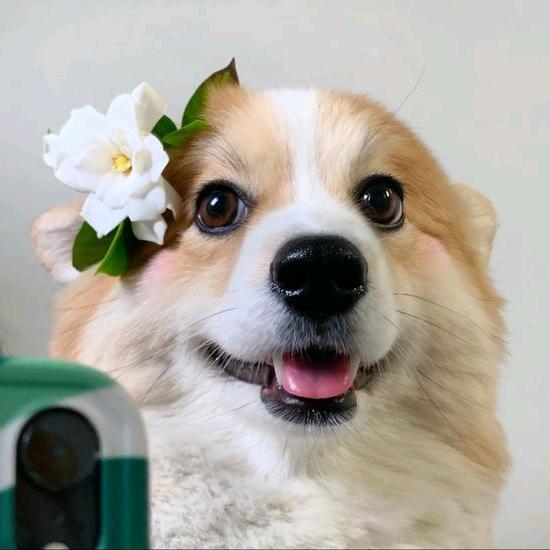 小短腿柯基宝宝