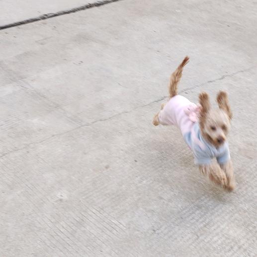 鲤鲤