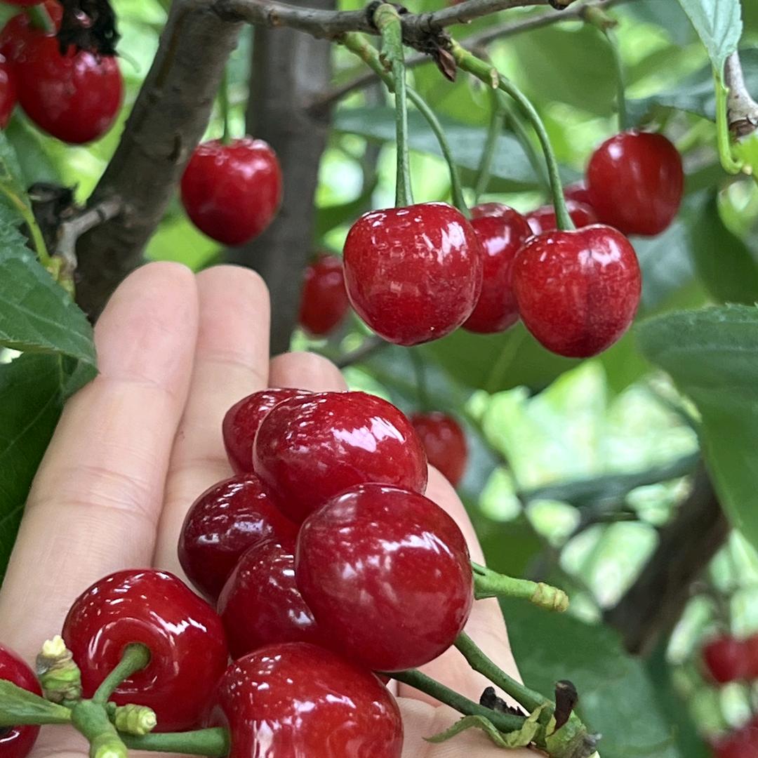 樱桃🍒皇后