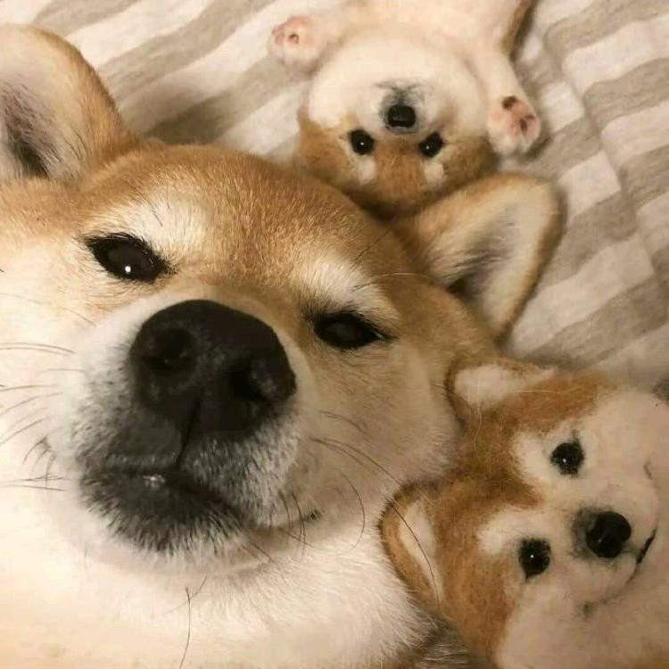 cc江小鱼