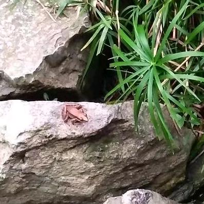 世界赠予你虫鸣