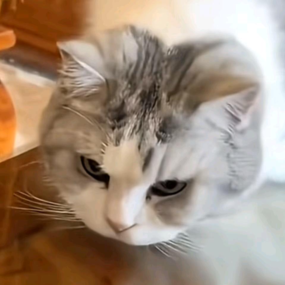 .小飞.