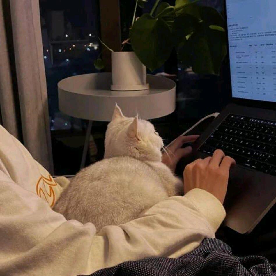 涵涵猫🍰