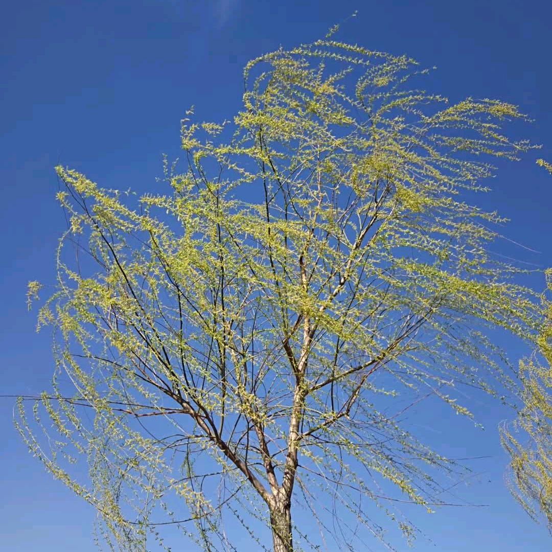 竹林舞者