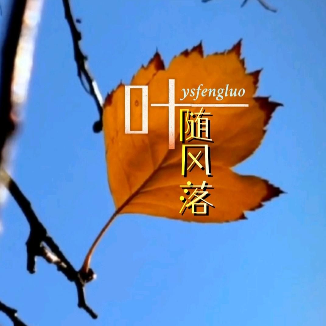 叶随风落