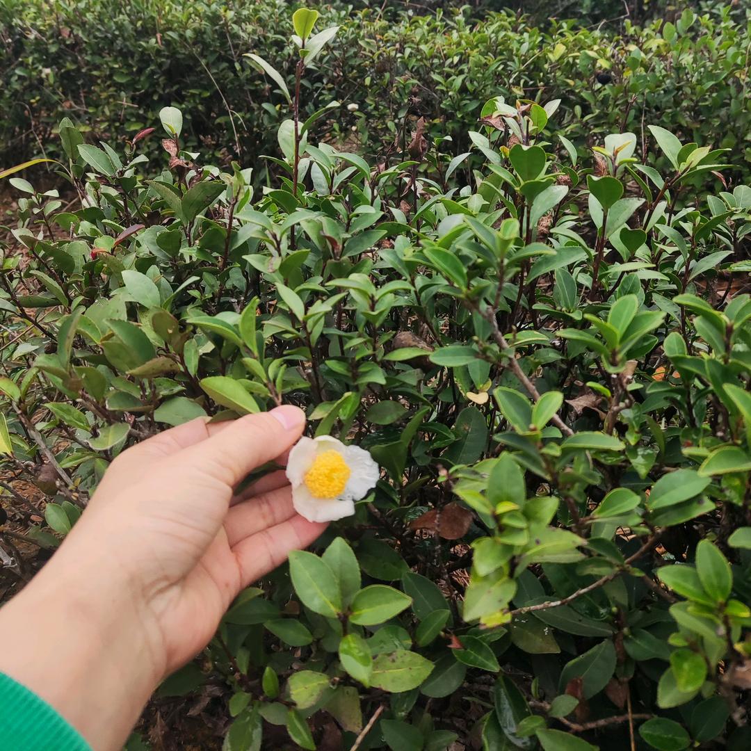 云燕