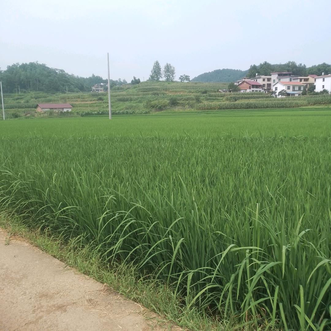 念旧回忆往事，黄华杰