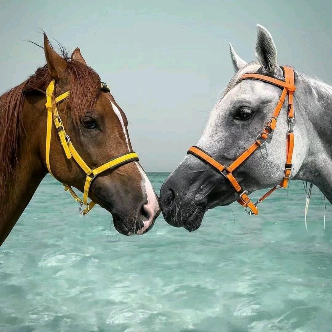 🐴阿力马业🐴