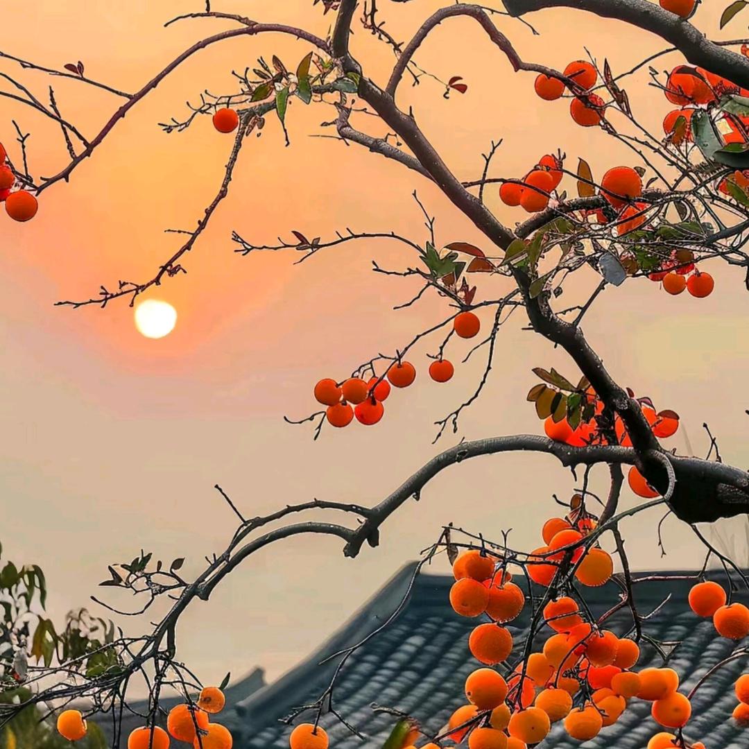 四叶草小舍