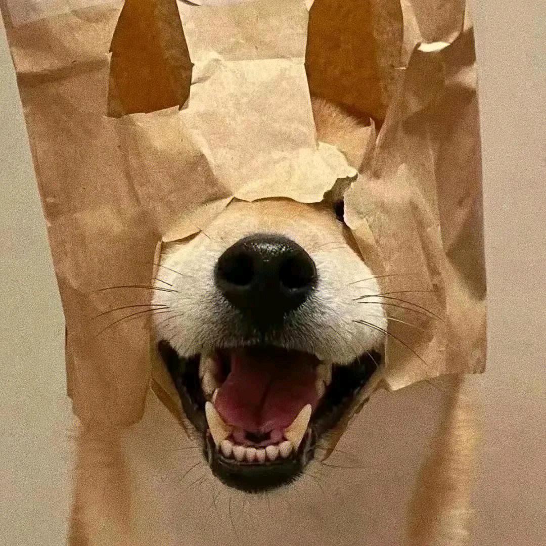 朝落