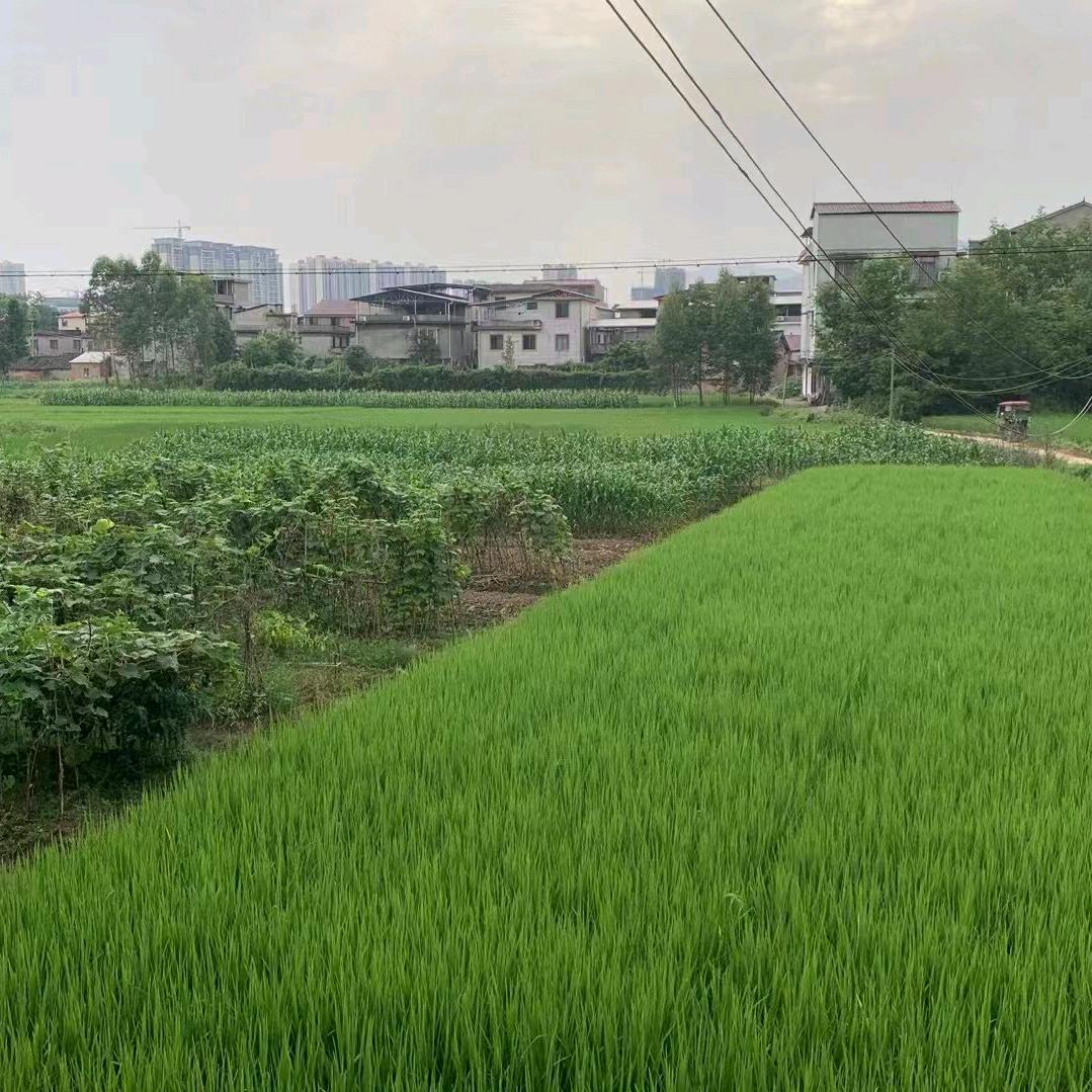 徐承