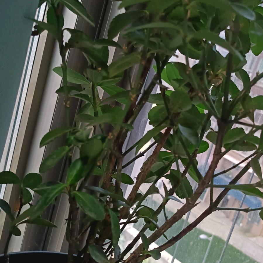 花落桑之未落