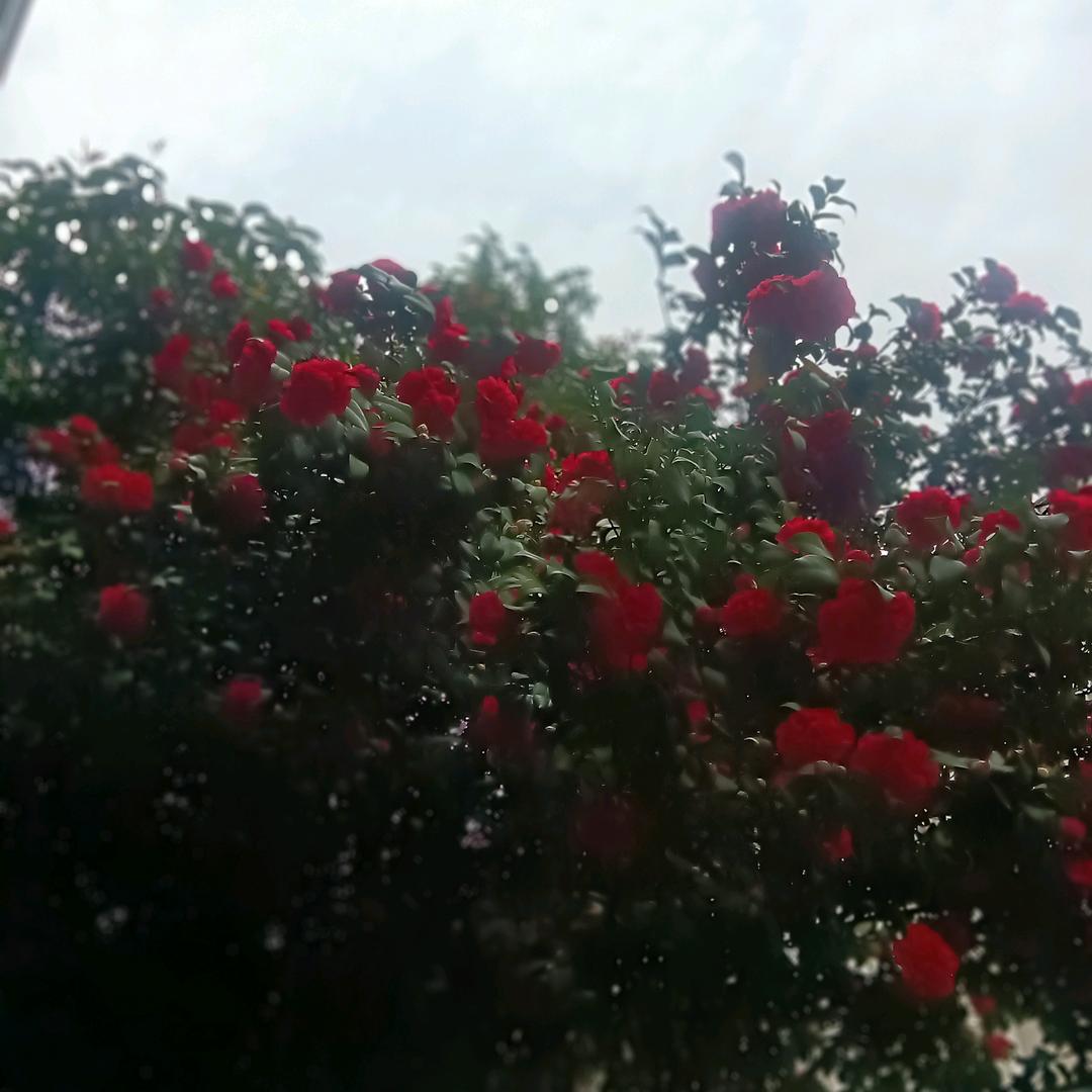 一花一树开