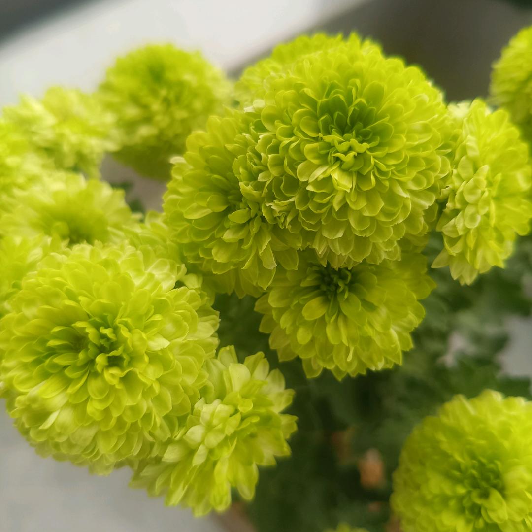 🕊꧔ꦿ᭄空谷幽兰ѵℯ꧔ꦿ᭄🕊