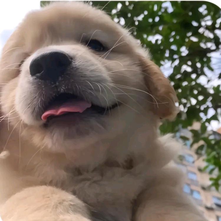 嘎嘎嘎嘎