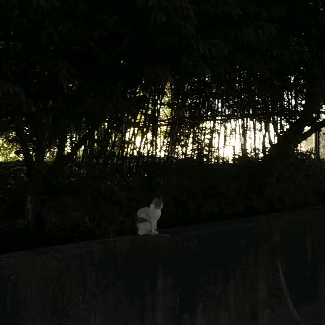 青琰