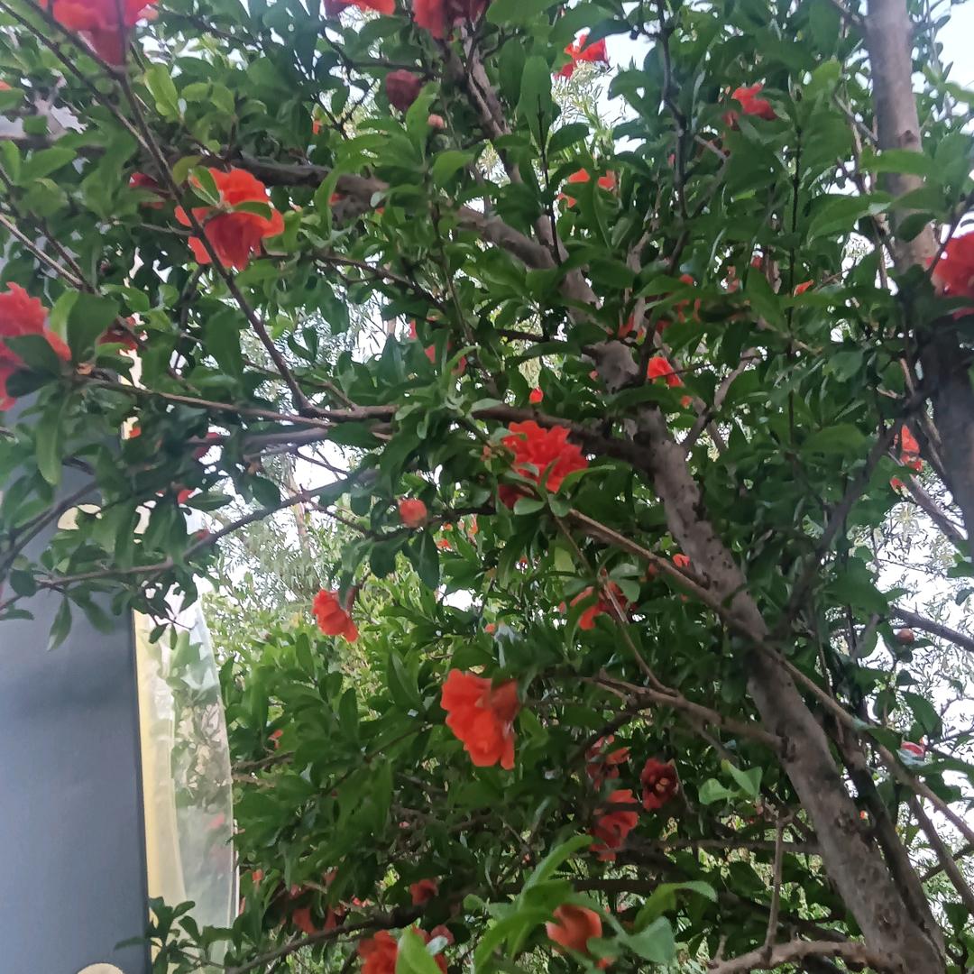 平🌷🌷