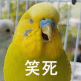 一大坨又一大坨