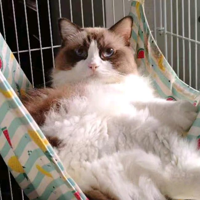 林小猫🐱