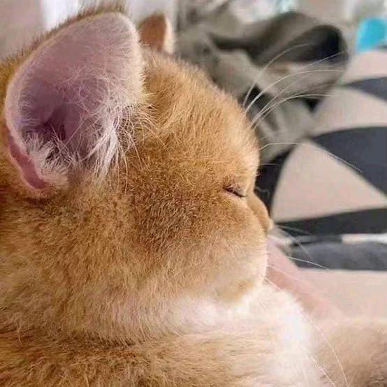 死不秃头( ˉ͈̀꒳ˉ͈́ )✧